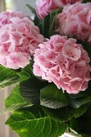 81 Ottime Idee Su Ortensia Ortensie Fiori Piante