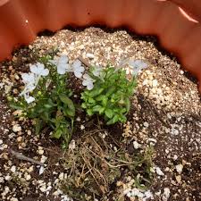 Image result for Lobelia thermalis