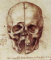 Daniela Scarel Arte Leonardo Da Vinci Arte Anatomica Disegno Teschio Leonardo Da Vinci