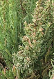 Image result for Suaeda monoica