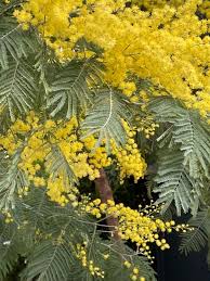 Image result for Acacia dealbata