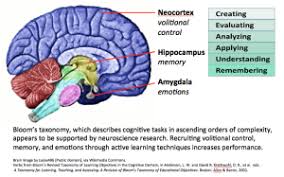 Diagram Roughly Mapping The Cognitive Verbs Of Bloom S Taxonomy Onto Regions Of The Human Brain Brain Based Learning Learning Theory Brain Based Teaching