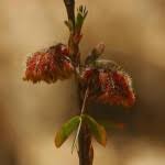 Image result for Kotschya capitulifera