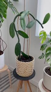 Image result for Vanilla imperialis