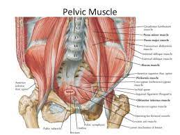 These muscles all serve as adductors of the thigh, but also serve as important stabilizers of the pelvis and work to maintain balance of the pelvis on the lower limb during gait. Pelvic Muscle Anatomy Google Search Pelvic Organ Prolapse Piriformis Muscle Muscle Anatomy