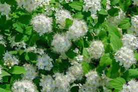 Image result for Spiraea