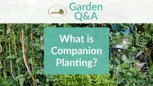 People interested in companion planting cantaloupe also searched for. How We Use Companion Planting To Grow Healthier Plants Reduce Pests And Grow Food With Less Work From Seed To Spoon Vegetable Garden Planner Mobile App