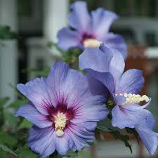 Image result for Hibiscus schinzii