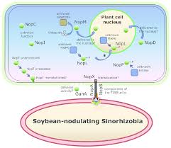Check spelling or type a new query. Functions And Localization In The Plant Cell Of Different Sinorhizobial Download Scientific Diagram