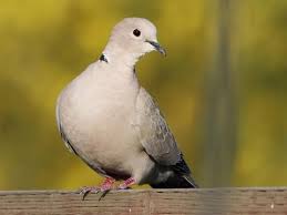 Eurasian Collared Dove Identification All About Birds