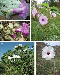 Image result for Ipomoea intrapilosa