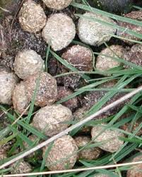 Image result for rabbit droppings