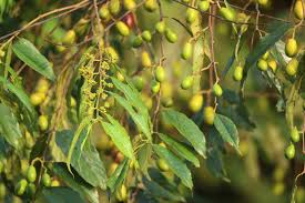 Image result for Maesopsis eminii