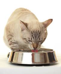 Kitten deaths are a cause of distress for both breeders and owners, but the causes and prevention of deaths are similar whether the situation is the breeding, home or rescue/shelter environment. Dehydration In Cats How Can You Tell If A Cat Is Dehydrated