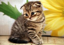 Animal Planet Cats 101 Scottish Fold Cat Scottish Fold Scottish Fold Kittens Fluffy Cat Breeds