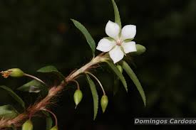 Image result for Sauvagesia