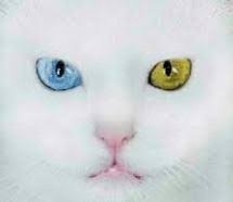 Kedi Turleri