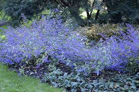 Image result for Isodon ramosissimus