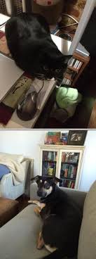 New york, ny • 4 miles away. 300 Pet Sitters And Pet Trainers In New York City Ideas Pet Trainer Pet Sitters Sitter