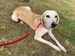 Maybe you would like to learn more about one of these? Lab Rescue Of Nc Home Facebook