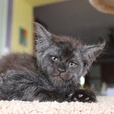 Learn about maine coon big cats, biggest maine coon, large maine coon cats and much more. This Whole Litter Of 5 Maine Coon Kittens Was Born With Cute But Grumpy Faces Bored Panda