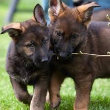 German shepherds for sale, german shepherd breeder, german shepherd show breeding, buy although we have west showline german shepherd puppies for sale in texas, arrangements can she is sable. German Shepherd Puppies For Sale Vom Banach K9