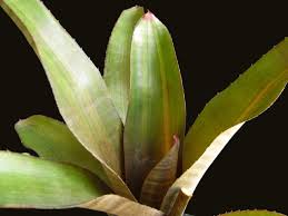 Image result for Neojeffreya