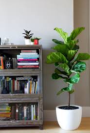 Fiddle Leaf Fig Plant Decor Indoor House Plants Indoor Plant Decor