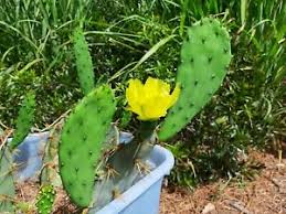 When these cactus plants mature, they produce attractive red, orange or yellow flowers that can become edible prickly pear fruits on larger. 2 Opuntia Dillenii Stricta Erect Coastal Indicus Prickly Pear Cactus Cutting Ebay