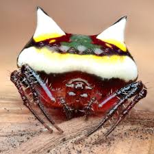 Image result for Poecilostachys