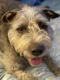 Beef and Green Pea Stir for Dogs Ingredients: