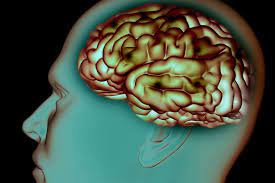 news pour proteger votre cerveau ne soyez pas trop aimables techno science net cerveau trouble mental sante naturelle