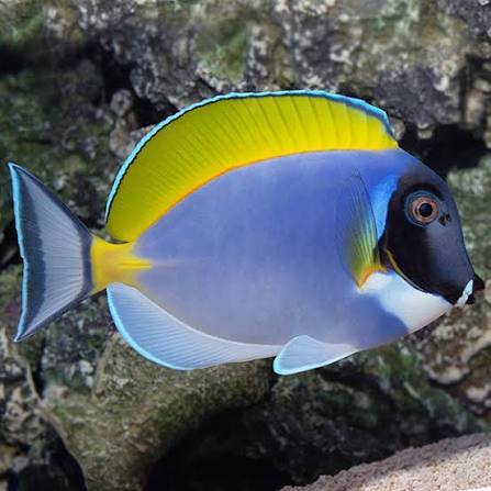 Powder Blue Tang – LiveAquaria