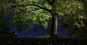 Dodge After Dark: Fireflies