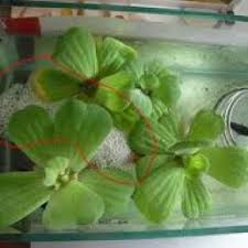 Siapa sih yang tidak kenal dengan air tawar, air yang sering kita gunakan untuk memenuhi kebutuhan kita. Jual Tanaman Terapung Lahan Ikan Cupang Kota Batam The Best Efficient Tokopedia