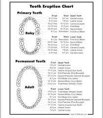 Kids Teeth Chart Dental Teeth Tooth Chart