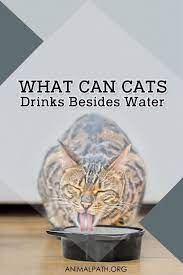 What Can Cats Drink Besides Water Cat Drinking Cats Kitten Formula