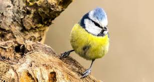 Sie gehört zu unseren einheimischen vogelarten. Mysterioses Blaumeisen Sterben In Deutschland Ursache Gehaufter Erkrankungen Und Todesfalle Unter Singvogeln Noch Ungeklart Scinexx De