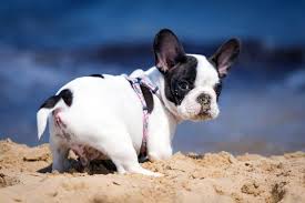 According to stansell, the frenchie originated as a toy bulldog in england during the industrial revolution. Say Hello To The Frenchton The Dog That Crossed An Ocean Animalso