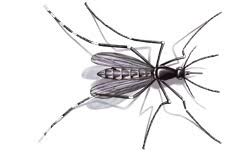 Asian tiger mosquitoes are black with silvery white markings. Info Center Learn About Asian Tiger Mosquitoes Terminix