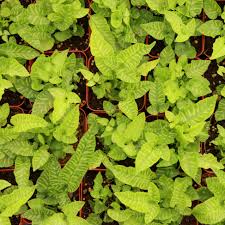 Image result for Coniogramme