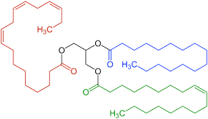 Image result for Triglyceride