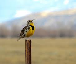 Birds Of Western New York State Kansas State Bird Western Meadowlark Kansas State Bird State Birds Bird