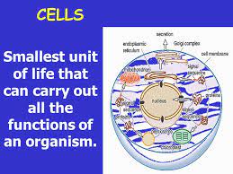 All living things, except for the very smallest, are made up of many units called cells. Cells Smallest Unit Of Life That Can Carry Out All The Functions Of An Organism Ppt Download
