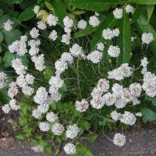 Department of agriculture plant hardiness zones 9 through 11. Plant Identification White Flowers
