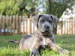 It is used for personal protection, tracking, law enforcement, as a guard dog, and as a companion dog. Cane Corso Charakter Haltung Pflege Zooplus