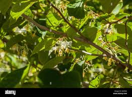 Image result for Alangium chinense