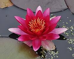 Image result for Nymphaea heudelotii
