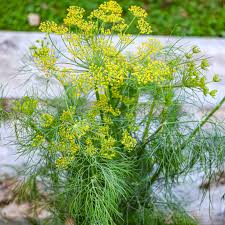 Image result for Dill