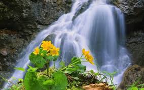 Beautiful waterfall nature pictures flowers. Beautiful Waterfall Waterfalls Nature Background Wallpapers On Desktop Nexus Image 2380133